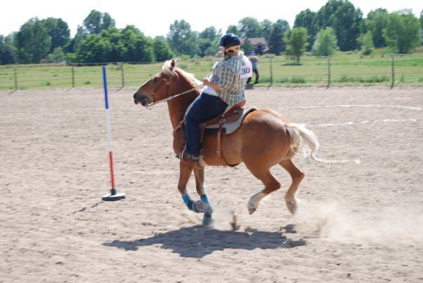horse training