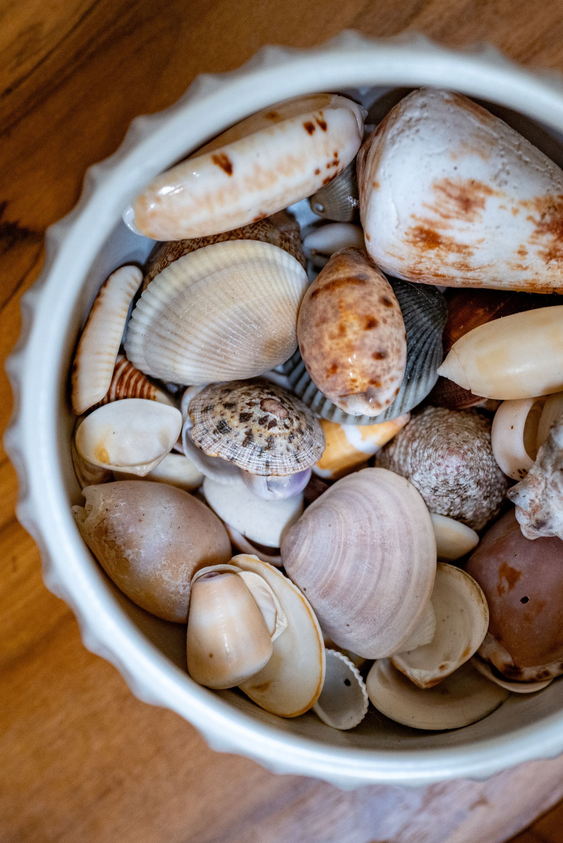White bowl filled with various seashells on a wooden surface.