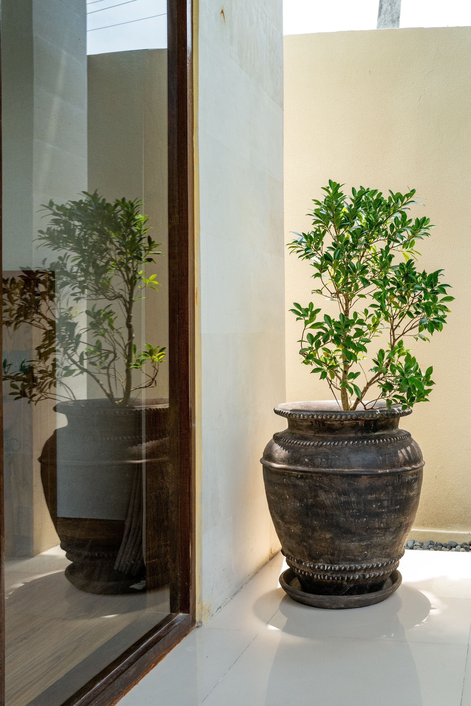 Dark pot with green plant, next to a window reflecting the plant, against a beige wall.