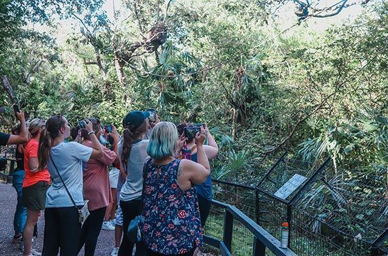 Students watching Howler Monkeys at the Belize Zoo