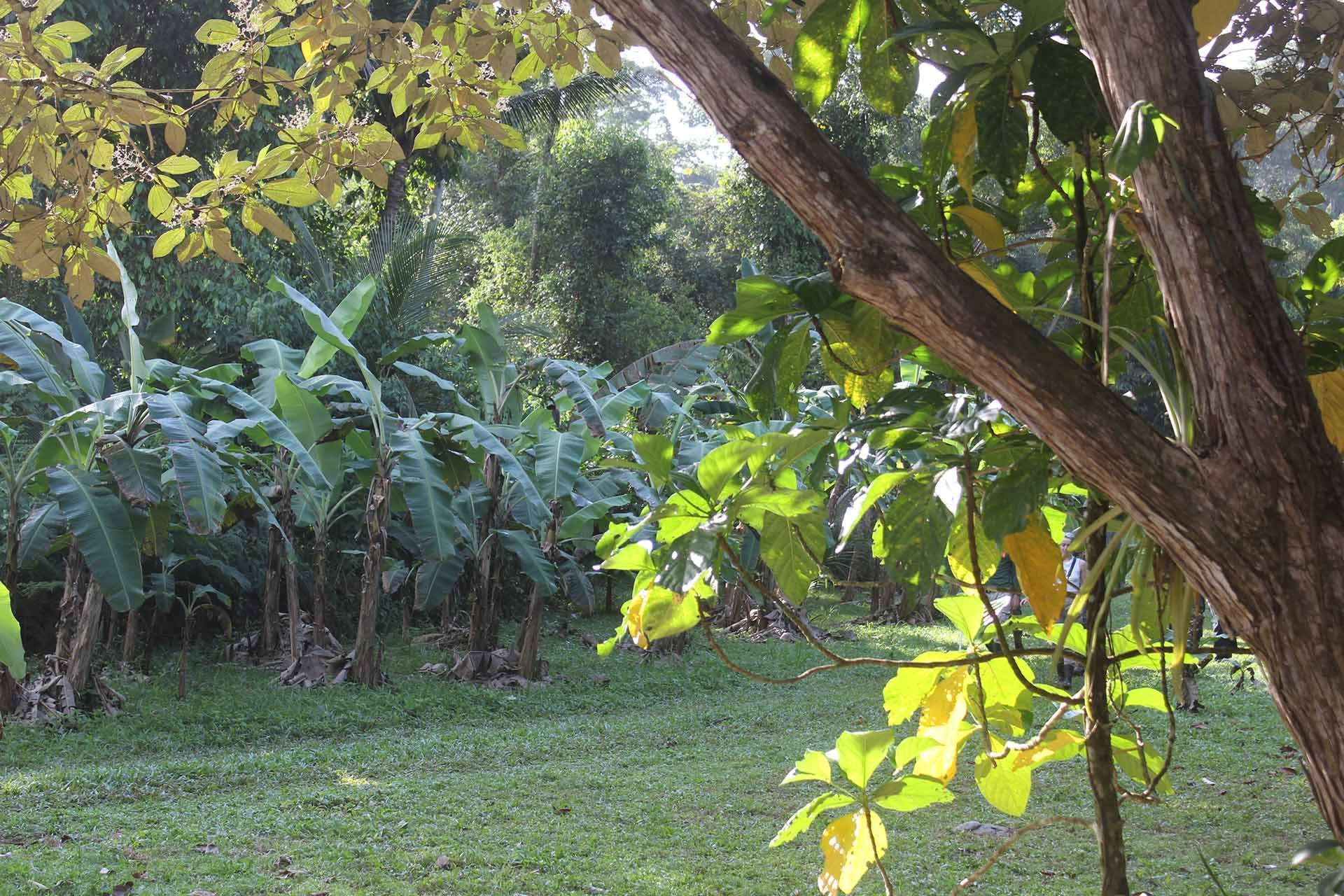 Banana Trees in the Maya Mountains of Belize