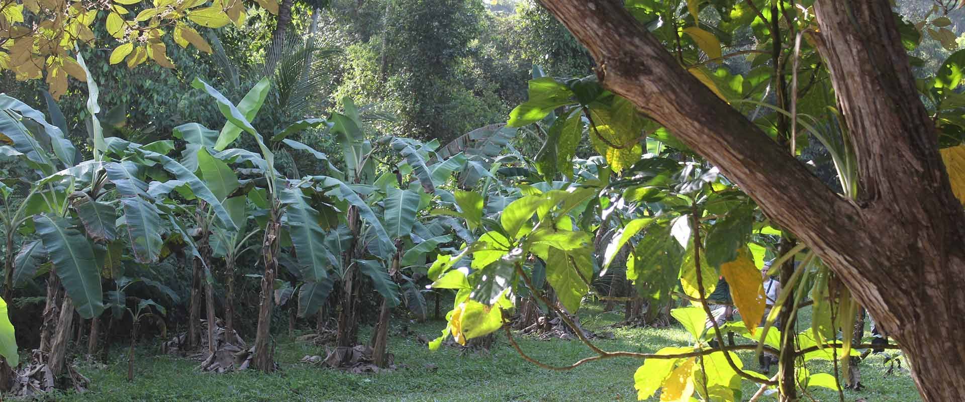 Banana Trees in the Maya Mountains of Belize