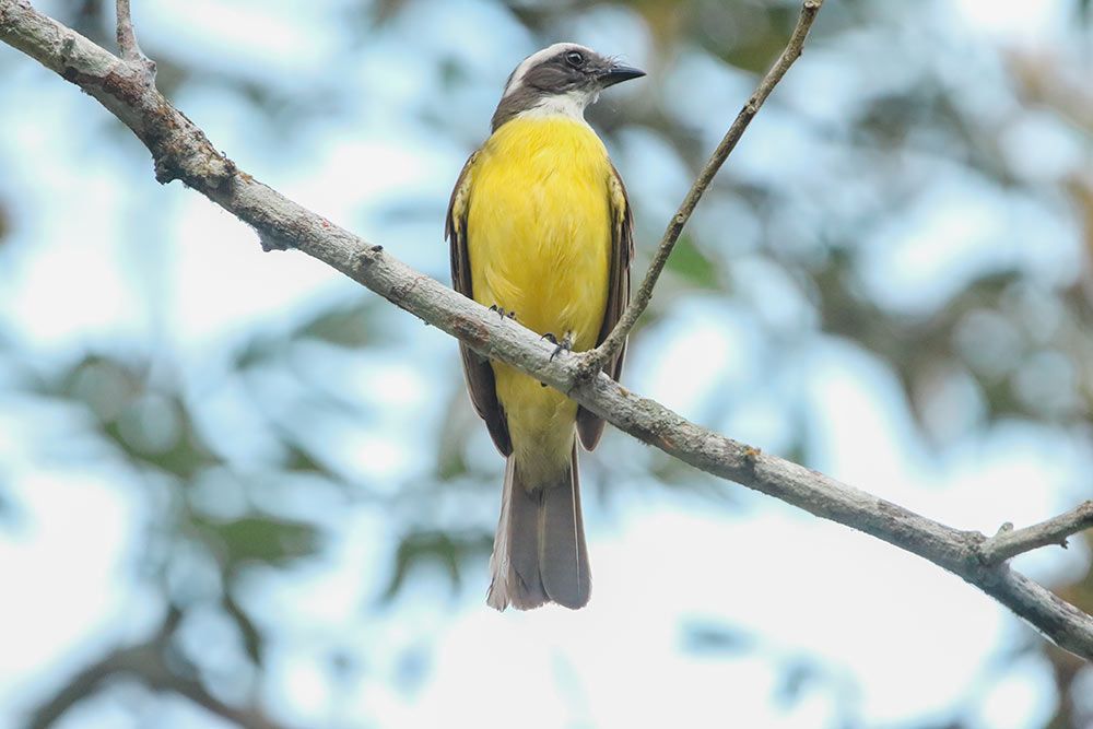 Bird in its natural habitat in Belize