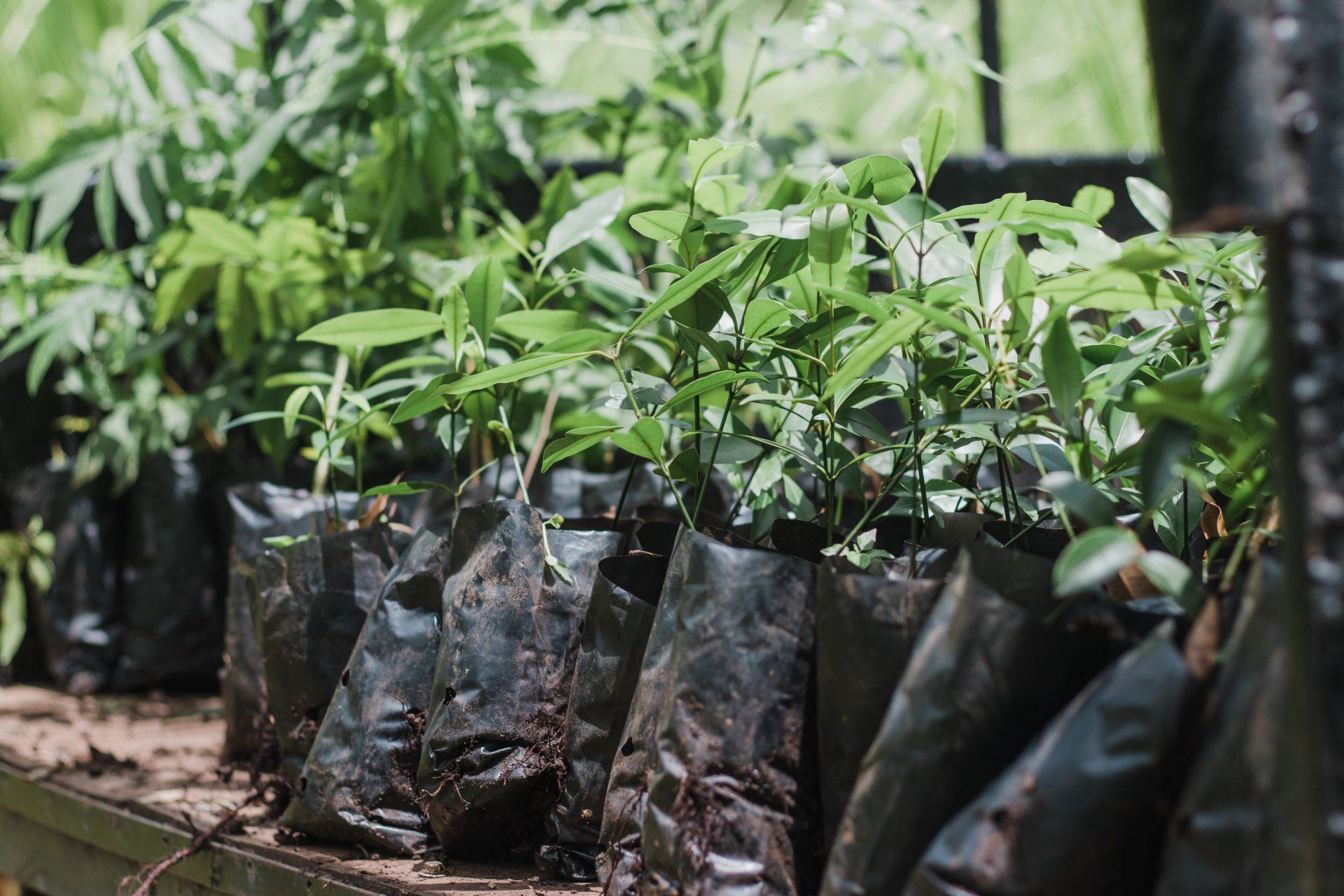 seedlings for reforestation