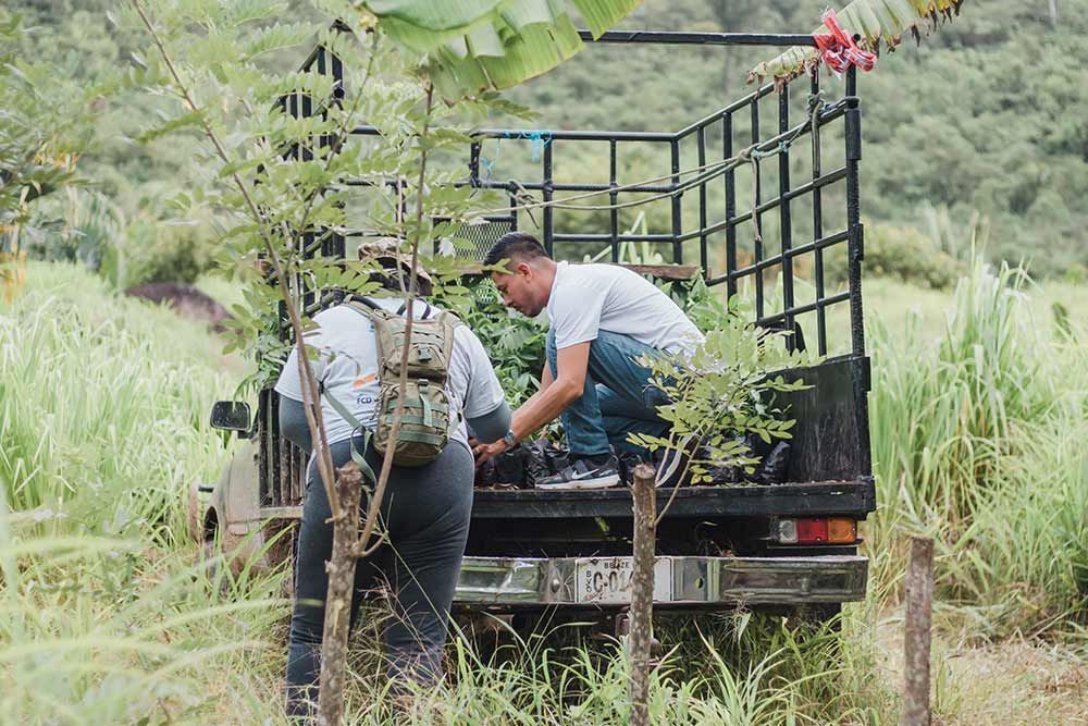Toucan Reforestation with FCD in Belize