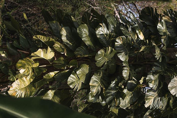 Plant at the medicinal trials in Belize