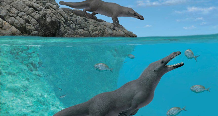 Peregocetus pacificus  - four legged whale found in Peru