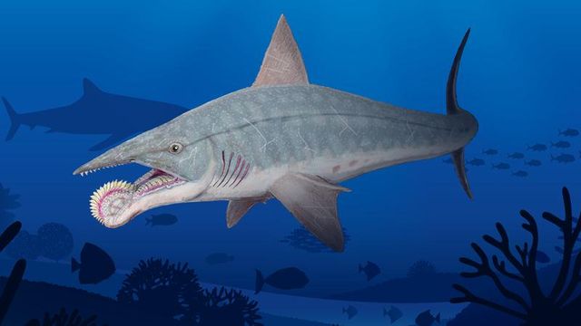 Ancient Predators Of The Sea
