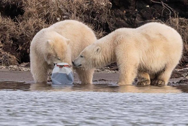 Polar Bears' Plastic Diets Are a Growing Problem