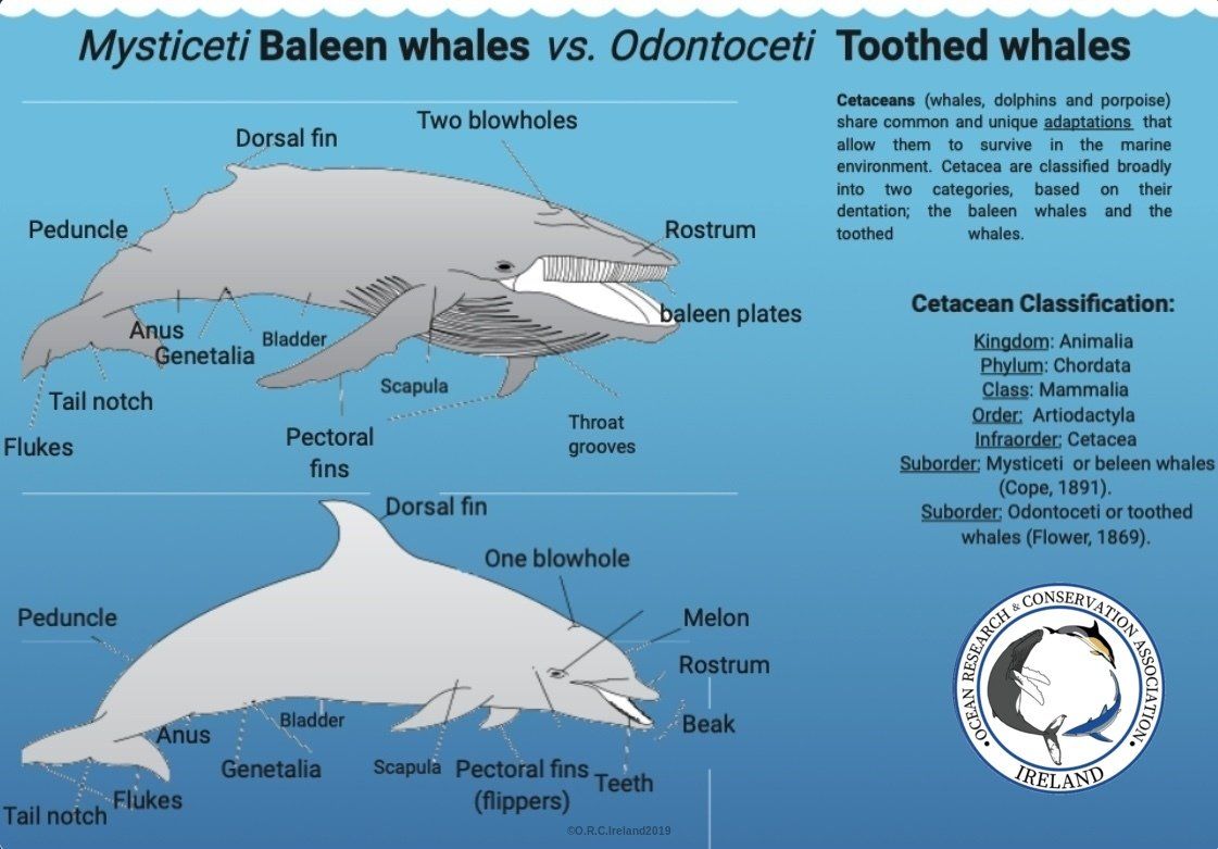 Ocean Research & Conservation Association of Ireland