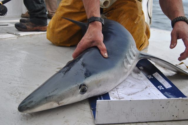 Satellite tagged sharks reveal movement patterns, more robust abundance  estimates, and overlap with commercial long line fisheries in the North  Atlantic.