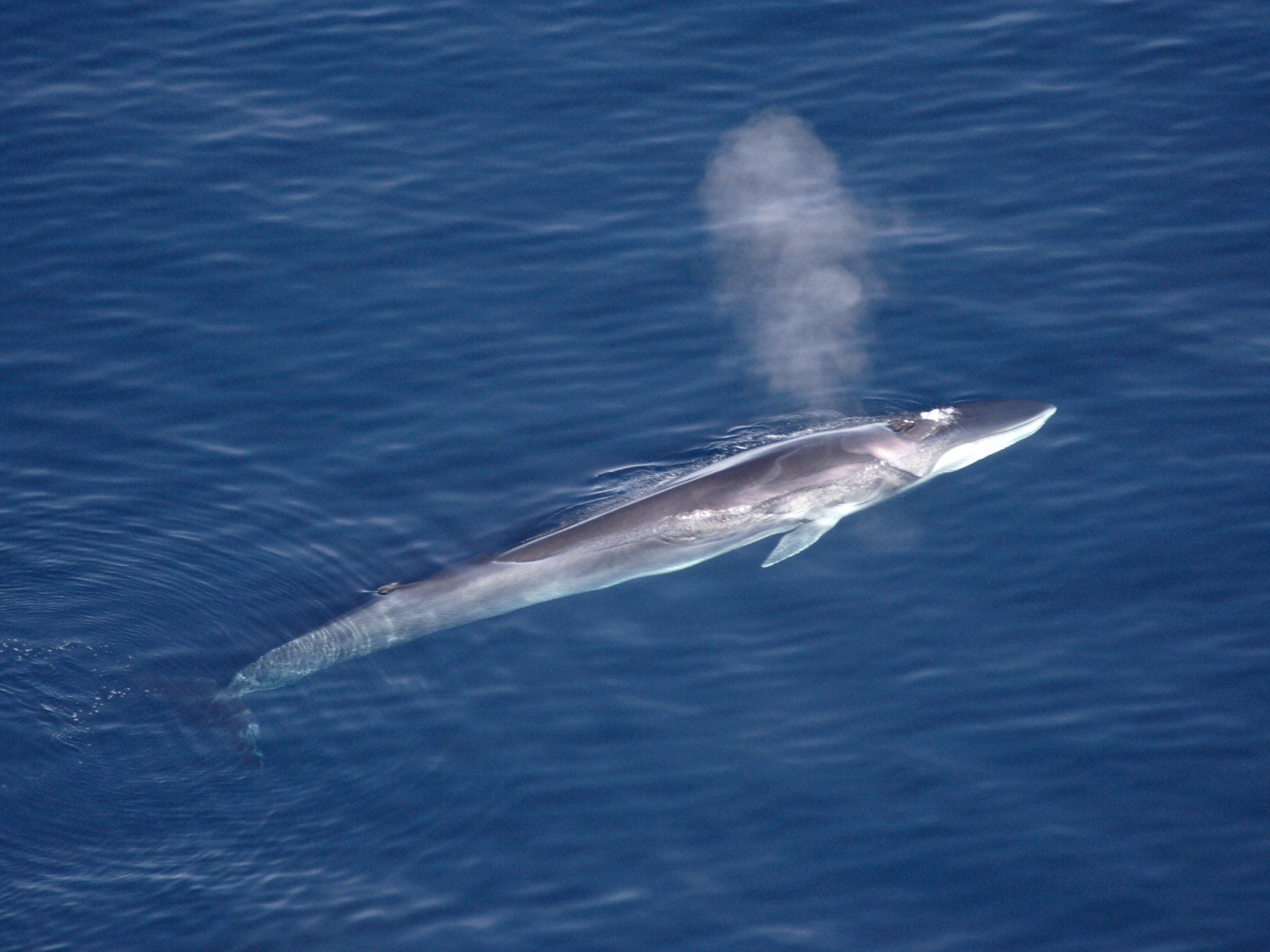 New fin whale subspecies discovered in the North Pacific Ocean!