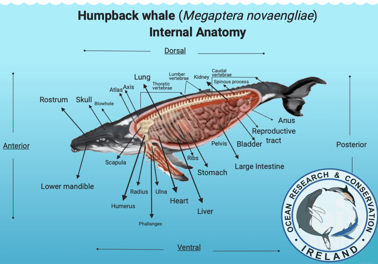How humpback whales survive in the marine environment: Part II