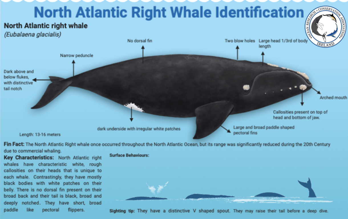 Ocean Research And Conservation Association Of Ireland