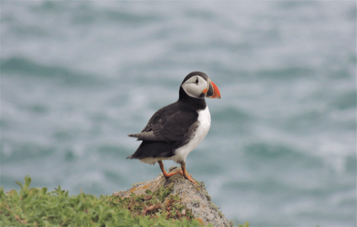 Puffins: Clown Birds of the Atlantic