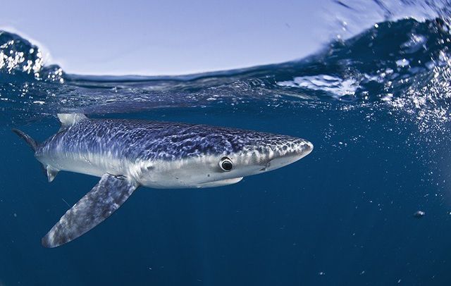 Blue shark (Prionace glauca) captured by commercial pelagic longline