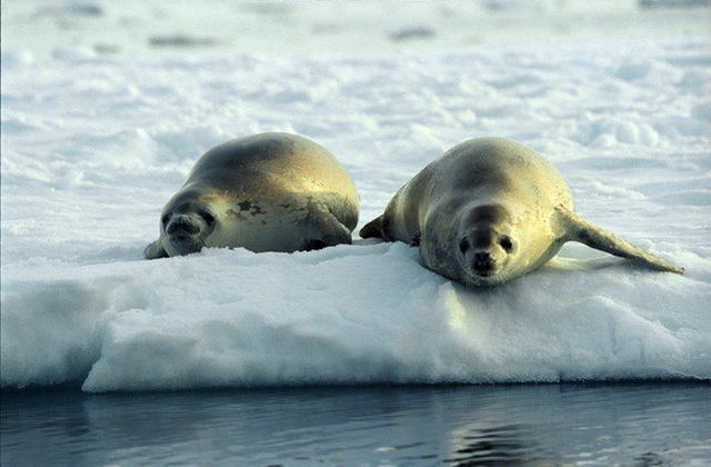 Do Crabeater Seals Eat Crabs?