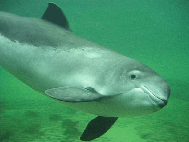 harbor porpoise teeth