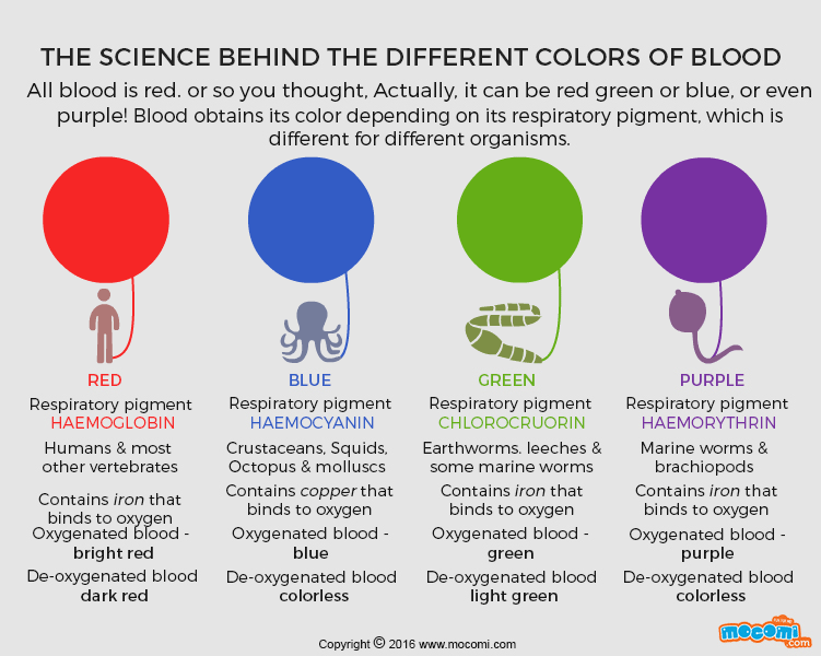 Different Colours of Blood in Marine Species!