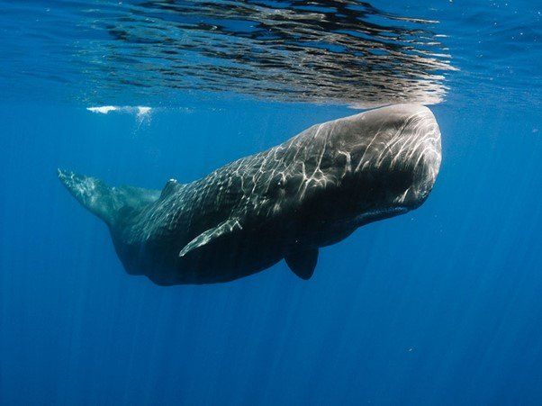 Deep-diving Adaptations in the Sperm Whale.
