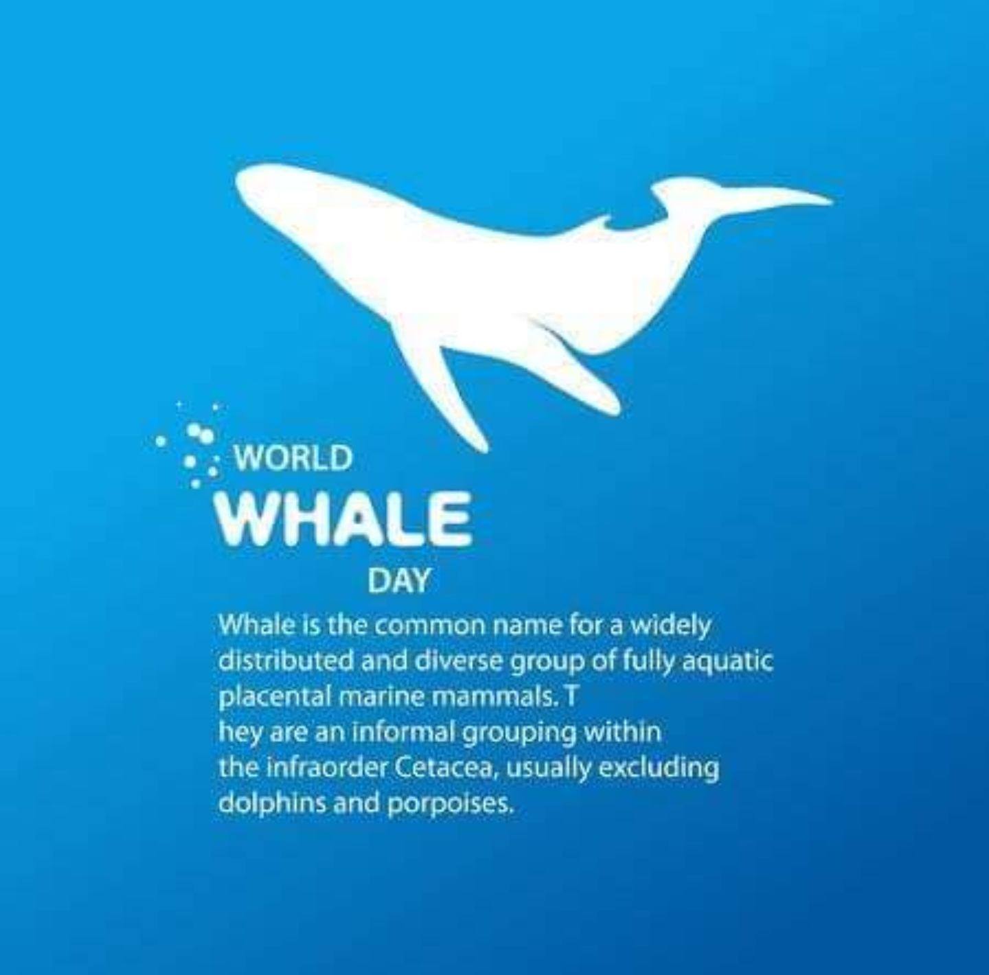 World Whale Day Global threats to whales populations.