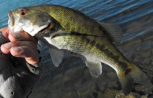 Catching the Unique Red Eye Bass: The Ultimate Guide to Fishing on the  Tallapoosa River