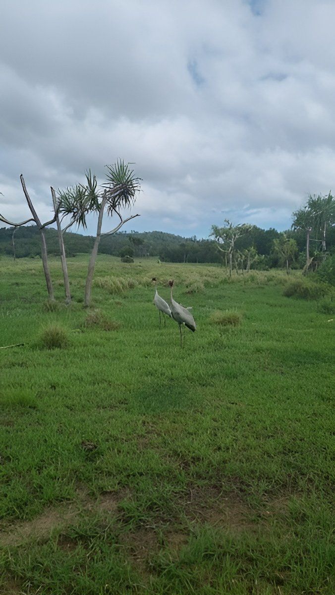 A Field of Grass With Trees in the Background and a Cloudy Sky — Reed Plumbing Industries in Cape Hillsborough, QLD