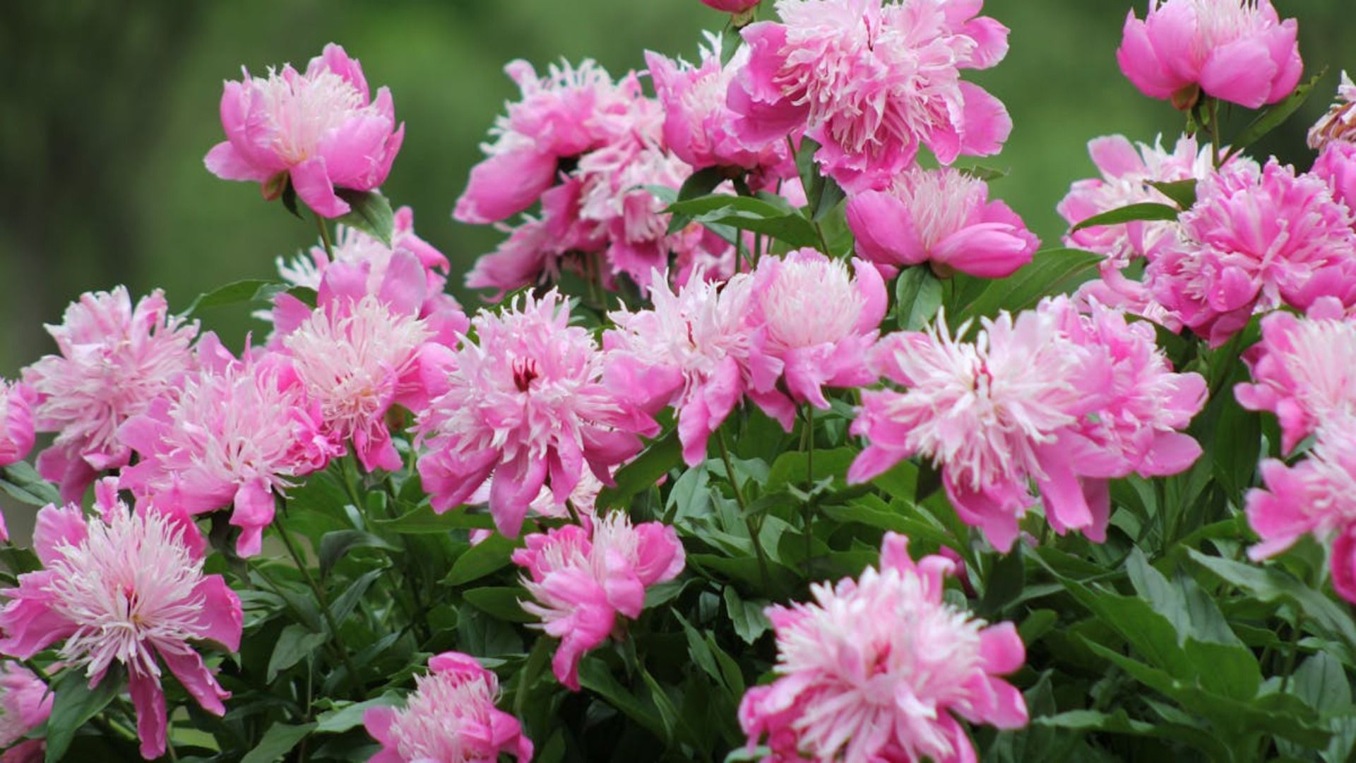 Flores de peonía rosas y blancas en plena floración, rodeadas de hojas verdes.