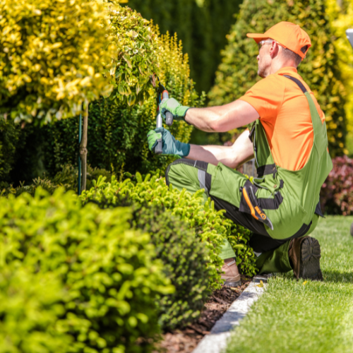 Gardener in orange shirt and green overalls trims a hedge in a sunny garden.