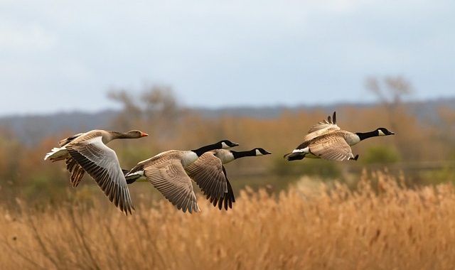 Flock Of Geese Are Flying Over A Field - Columbia, SC - Custom Assurance Placements
