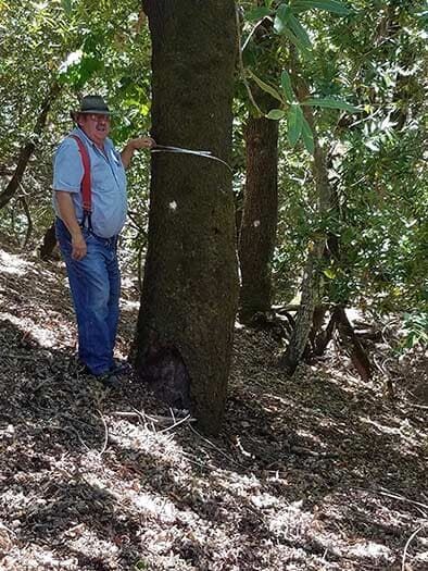 Inspecting the Tree — Concord, CA — Atlas Tree Service, Inc.