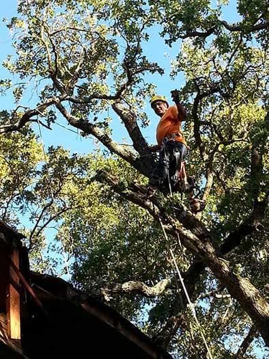 Man Standing on the Tree — Concord, CA — Atlas Tree Service, Inc.