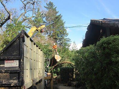 Cutting the Trees in Front of the House — Concord, CA — Atlas Tree Service, Inc.