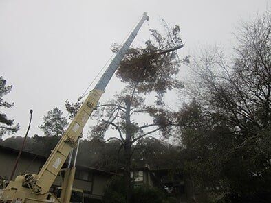 A Crane is Cutting Down a Tree in Front of a House — Concord, CA — Atlas Tree Service, Inc.