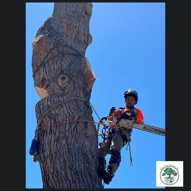 Arborist — Concord, CA — Atlas Tree Service, Inc.