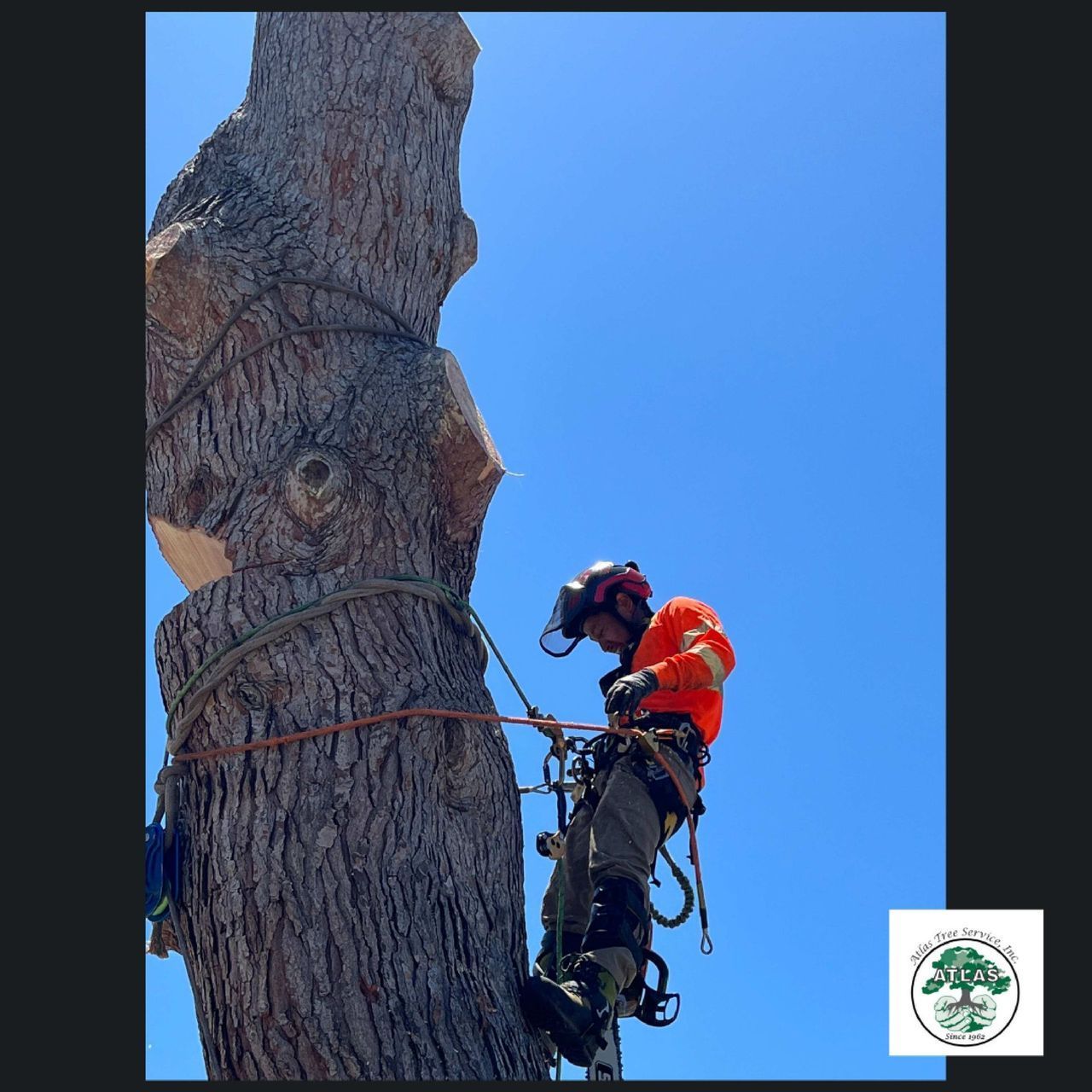 Man on Orange Shirt Cutting Down Trees — Concord, CA — Atlas Tree Service, Inc.