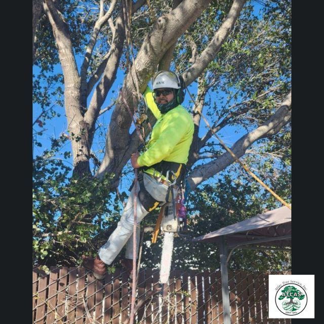Man with Chainsaw — Concord, CA — Atlas Tree Service, Inc.