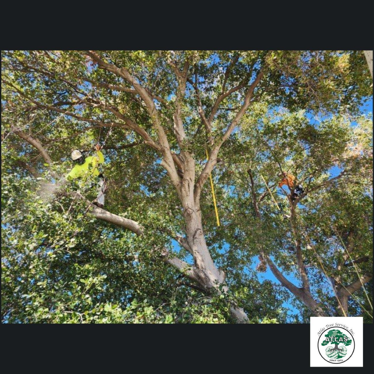 Tree Being Cut Down — Concord, CA — Atlas Tree Service, Inc.