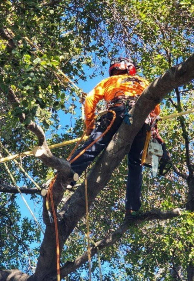 Arborist on the Tree — Concord, CA — Atlas Tree Service, Inc.