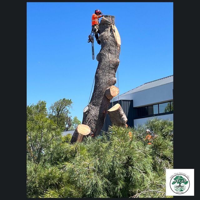 Man on the Large Tree — Concord, CA — Atlas Tree Service, Inc.