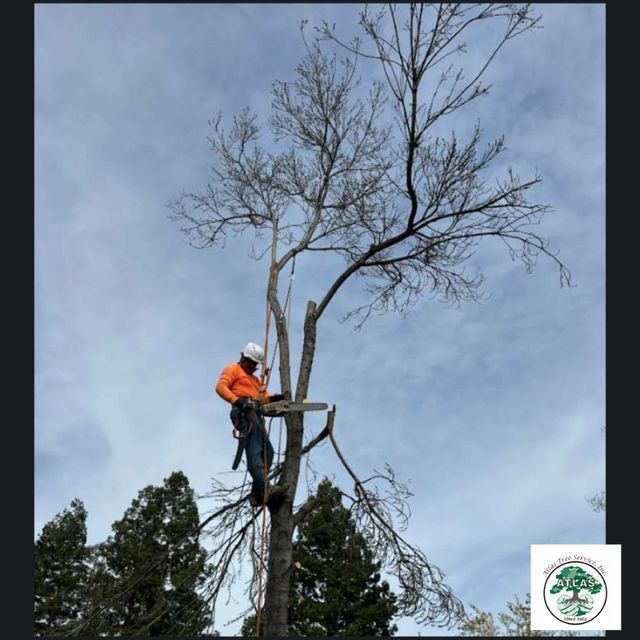 Cutting Down Trees — Concord, CA — Atlas Tree Service, Inc.