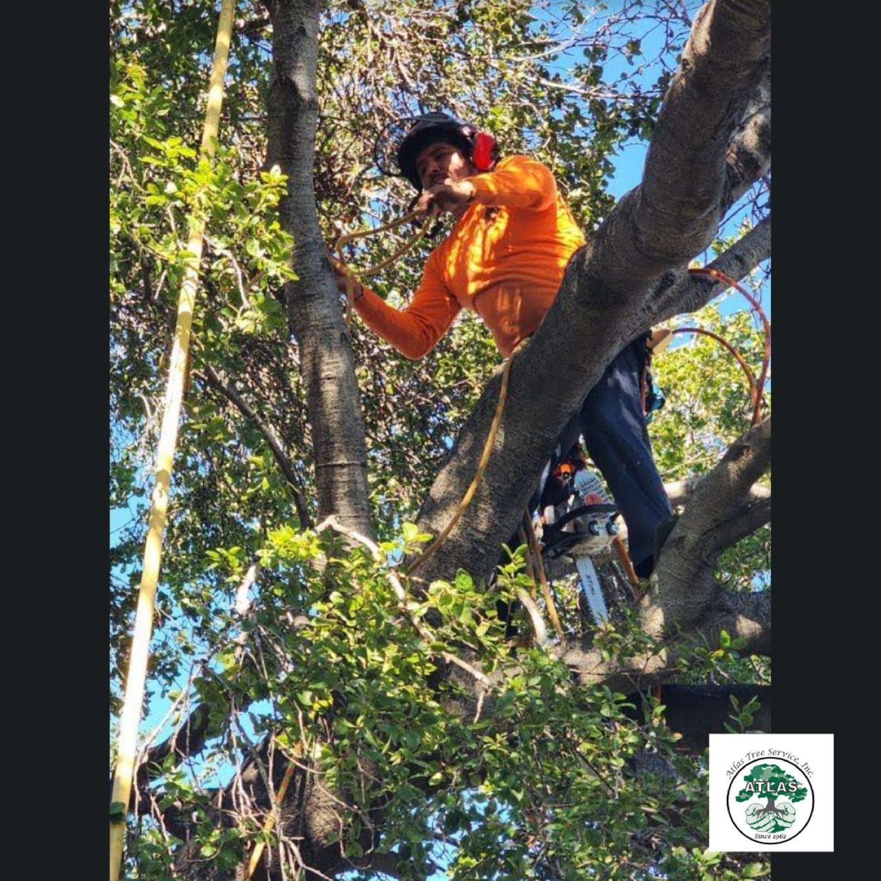 Trees Being Cut Down — Concord, CA — Atlas Tree Service, Inc.