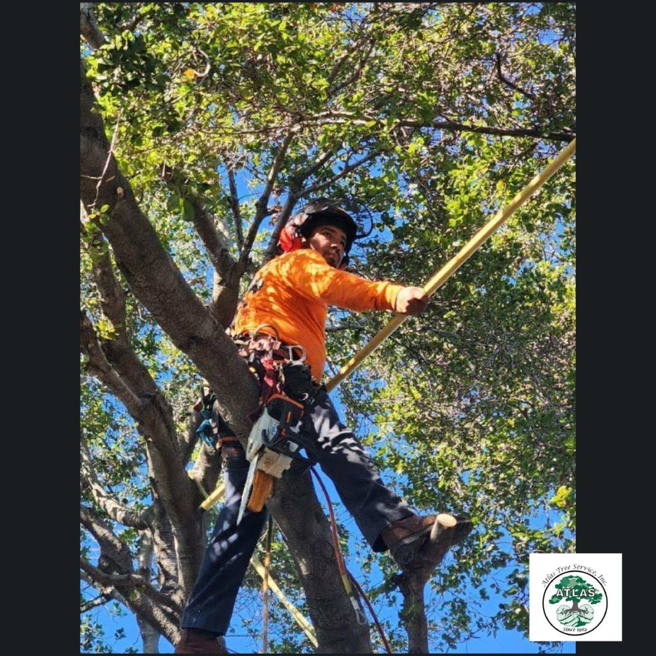A Man Climbing a Tree — Concord, CA — Atlas Tree Service, Inc.