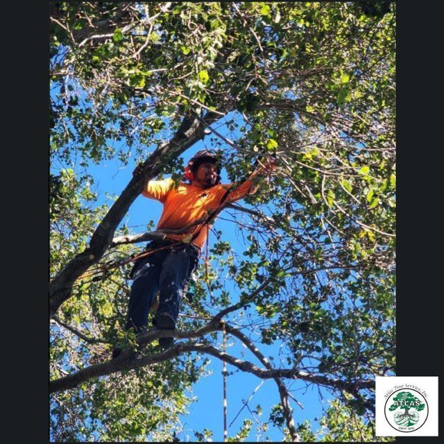 Arborist CLimbing the Tree — Concord, CA — Atlas Tree Service, Inc.