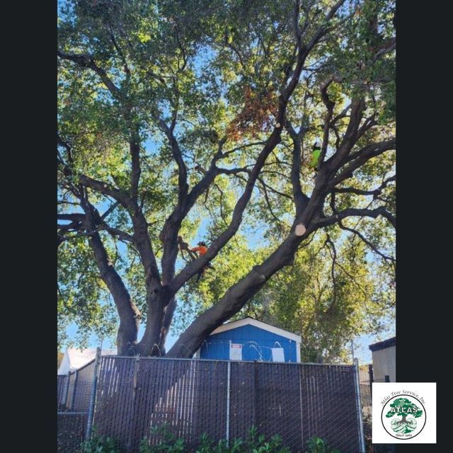 Tree Being Cut Down — Concord, CA — Atlas Tree Service, Inc.