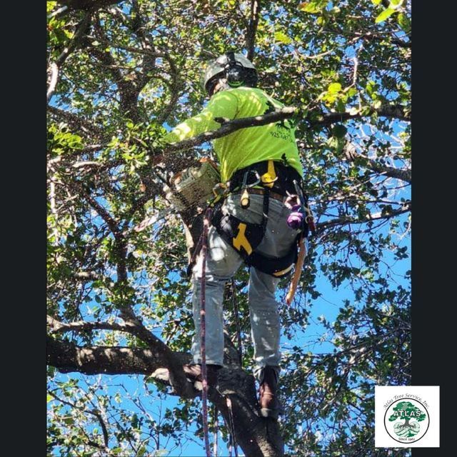 Man on the Top of Tree Cutting Down Branches — Concord, CA — Atlas Tree Service, Inc.