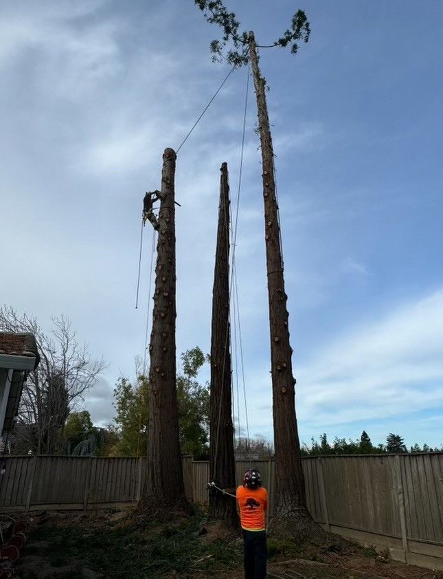 A Man is Standing in Front of a Tree That is Being Cut Down — Concord, CA — Atlas Tree Service, Inc.