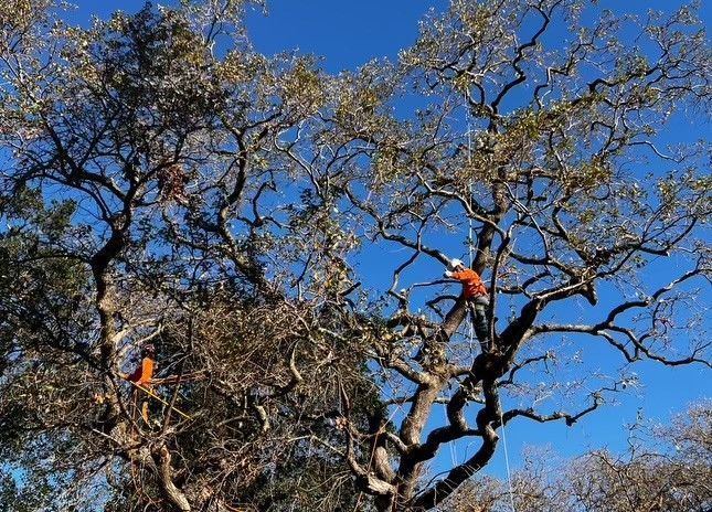 A Man is Cutting a Tree with a Chainsaw — Concord, CA — Atlas Tree Service, Inc.