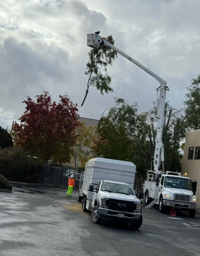 Fallen Tree — Concord, California — Atlas Tree Service, Inc.