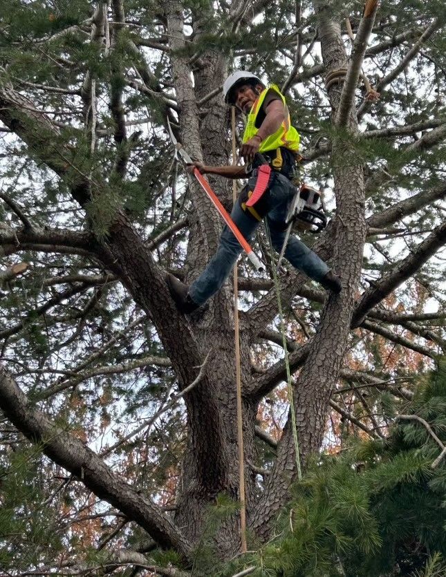 Excavator Clears Stumps and Debris — Concord, California — Atlas Tree Service, Inc.